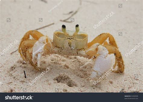 Crab Crawling On Caribbean Beach Stock Photo 55283599 Shutterstock