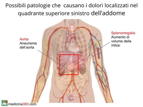 Anatomia Corpo Umano Organi Interni Imagui