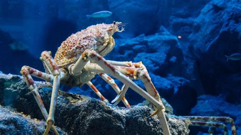 14 Facts About The Incredible Alien Like Spider Crab The Biggest Crab