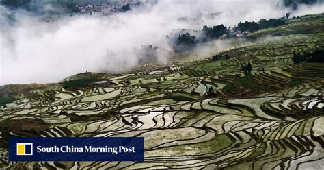 Chinese Scientists Find Gene That Improves Rice Yields By 20 Per Cent South China Morning Post