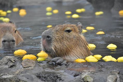 【静岡】伊豆の冬の風物詩「元祖カピバラの露天風呂」が伊豆シャボテン動物公園で11/23〜開催。4/5まで - おんせんニュース