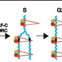 Behavior of Cohesin during the Cell Cycle | Download Scientific Diagram