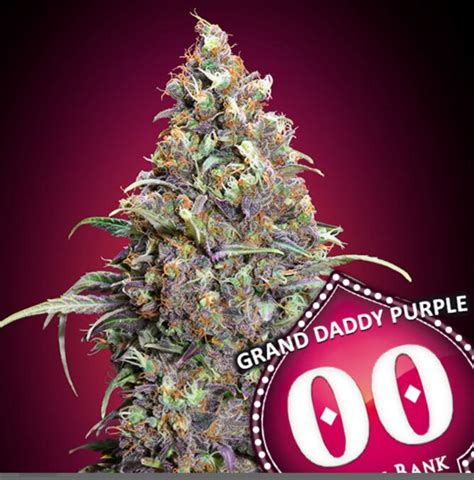 Grand Daddy Purple Feminized Southern Oregon Seeds