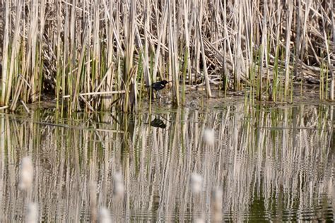 Male Red Winged Blackbird Agelaius Phoeniceus Along Edge Of Pond