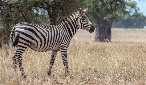 Plains zebra facts, distribution & population | BioDB