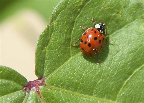 Tips to Avoid an Asian Lady Beetle Invasion | Mississippi State ...