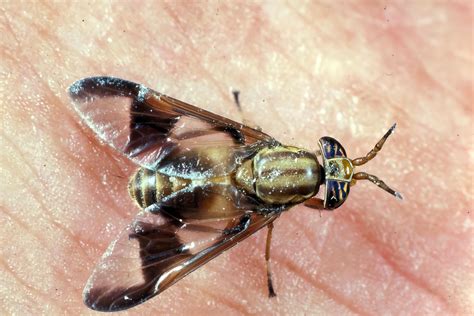 Chrysops Flavidus Deer Flies Diptera Tabanidae