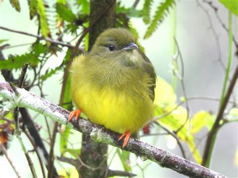 White Collared Manakin From Mollejon Road San Ignacio Belize On