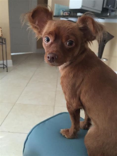 Lost Dog Chihuahua Tampa Fl United States 33615 Losing A Dog