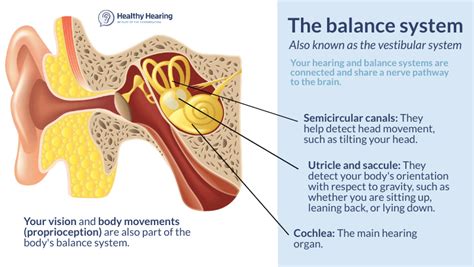 Parts Of The Ears And Their Functions