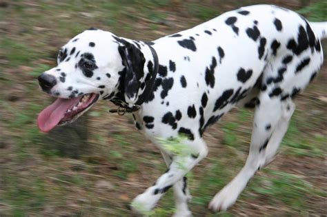 Dalmatian Lika All Breeds Of Dogs Dalmatian Dogs