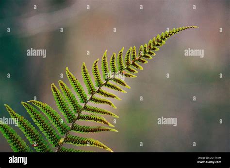 Green Fern Plant Leaf Stock Photo Alamy