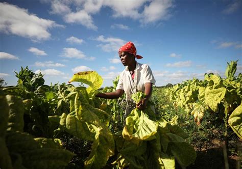 WATCH Disgruntled Tobacco Farmers Explain Their Plight Pindula News