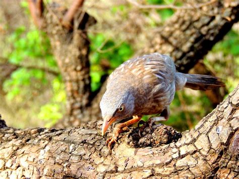 Bird Watching in Ranthambore, Ranthambore (2025) - Images, Timings ...