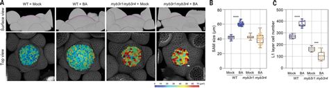 Molecular Mechanism Of Cytokinin Activated Cell Division In Arabidopsis