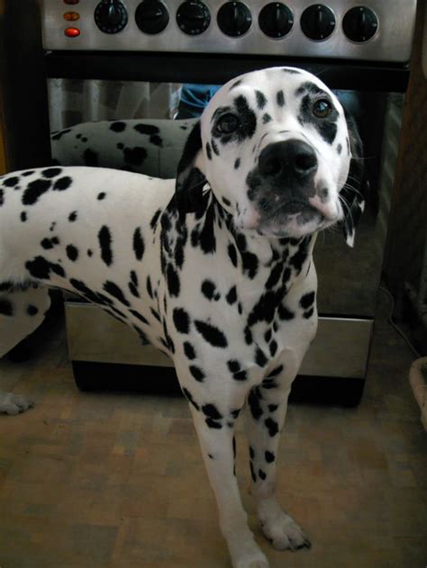 Dalmatian Lika Dalmatian Puppy Dalmatian Dogs Puppies