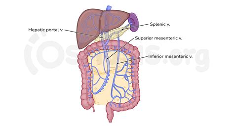 Anatomy Of The Abdominal Viscera Blood Supply Of The Foregut Midgut