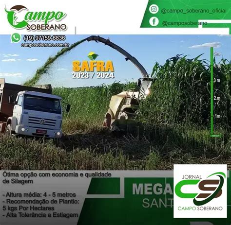 Venda De Sementes De Mega Sorgo Santa Elisa Para Silagem Em Senhor Do