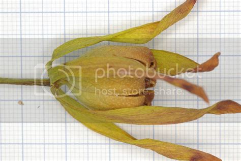 Darlingtonia californica flower, seed pod and seed | International ...