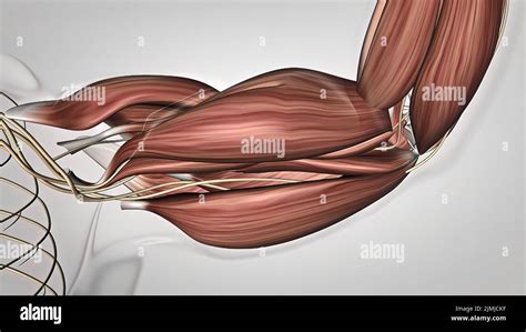 Muscle Anatomy Hi Res Stock Photography And Images Alamy