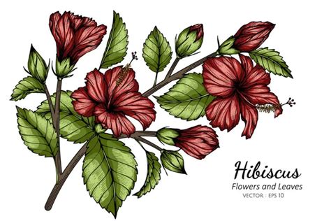 S T Hvid Hibiscus Blomst Blad Tegning Illustration Med Linje Kunst