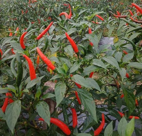 Hybrid Hot Upright Pepper Seeds Vegetable Seeds