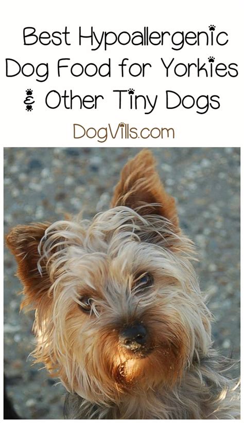 Best Hypoallergenic Dog Food for Yorkies