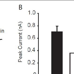 Effects of BK on α β me ATP induced currents in DiI labeled DRG