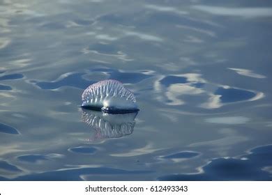 Portuguese Man O War Jellyfish Stock Photo 612493343 | Shutterstock