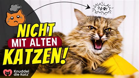 8 Dinge du du einer älteren Katze niemals antun darfst YouTube