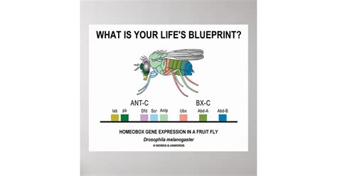 What Is Your Lifes Blueprint Gene Expression Poster Zazzle