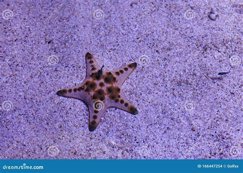 Starfish Underwater In Aquarium Tank Stock Photo Image Of Coast