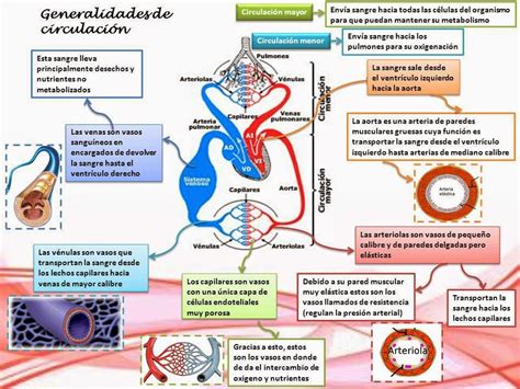 Blog De Fisiología Básica De Rogelio Eduardo Enriquez Lopez