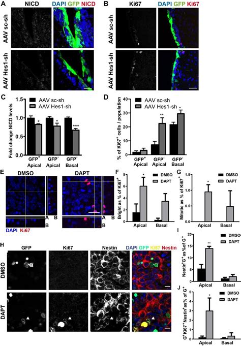 In Vivo And In Vitro Interference With The Notch Signaling Pathway