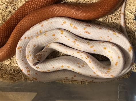 Het Palmetto Corn Snake Traits Morphpedia