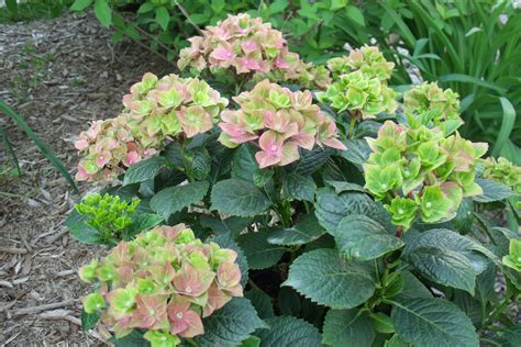 Pistachio Hydrangea | Garden, Plants, Hydrangea