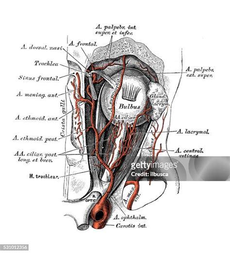 Ophthalmic Artery Photos And Premium High Res Pictures Getty Images