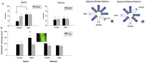 Sex Differences In The Brain Implications For Behavioral And Biomedical Research PMC