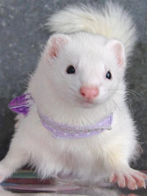 Schnooky By Nicole Doyle Absolutely Adorable Pet Ferret Funny