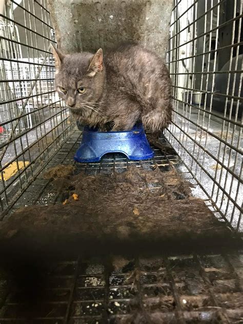 Dozens of cats rescued from horrific conditions at 'rescue' - Pet
