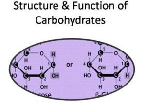 Carbohydrate Structure And Function Mastering Biology Quiz