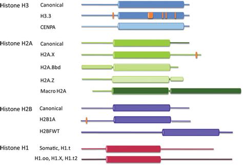 Nucleosome Positioning And Its Role In Gene Regulation In Yeast