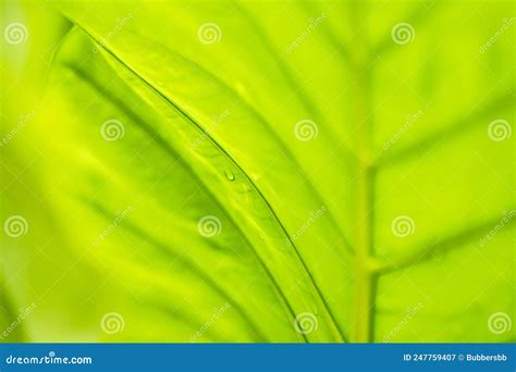 Closeup Of Beautiful Fresh Green Leaf With Drop Of Water After The Rain