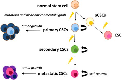 Three‐dimensional Cell Culture Model Utilization In Cancer Stem Cell Research Bielecka 2017