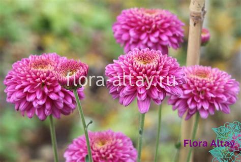 Хризантема Payton Dale Pink | Flora Altay