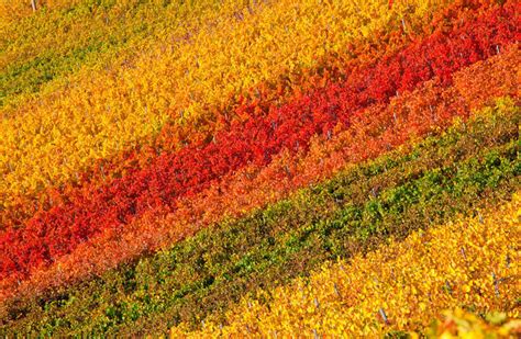 Picture of the Day: Colorful Vineyards of Chianti Classico in Tuscany ...