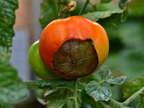 Bl Tenendf Ule Bei Tomaten Bek Mpfen Helfen Brausetabletten