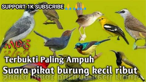 Suara Pikat Burung Kecil Ribut Terbukti Paling Ampuh Youtube