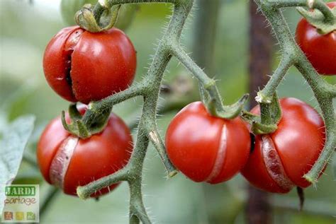 Maladie des tomates symptômes solutions bio Jardipartage