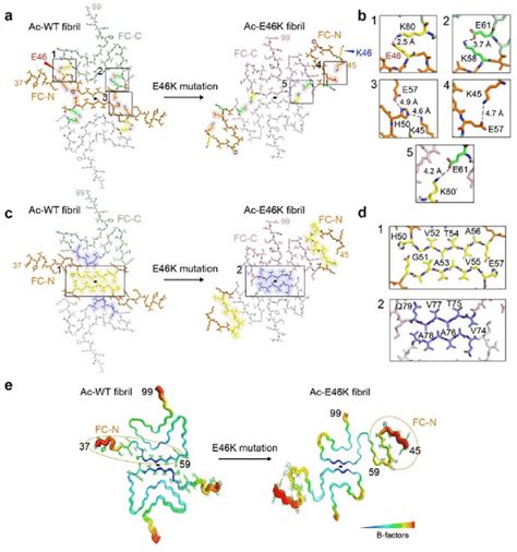 Rearrangement Of The α Syn Fibril Structure Triggered By E46k